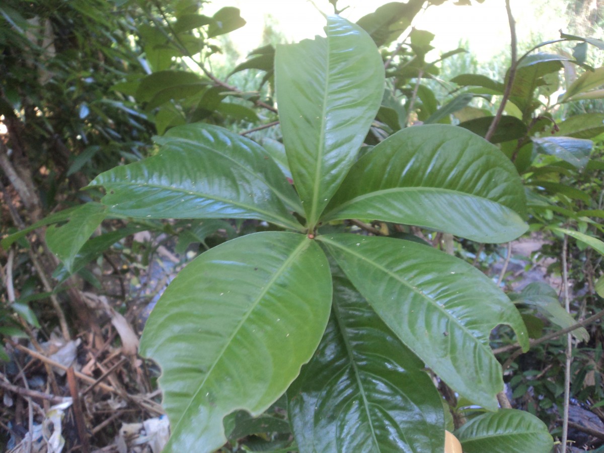 Ardisia solanacea Roxb.